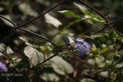 Ageratum houstonianum